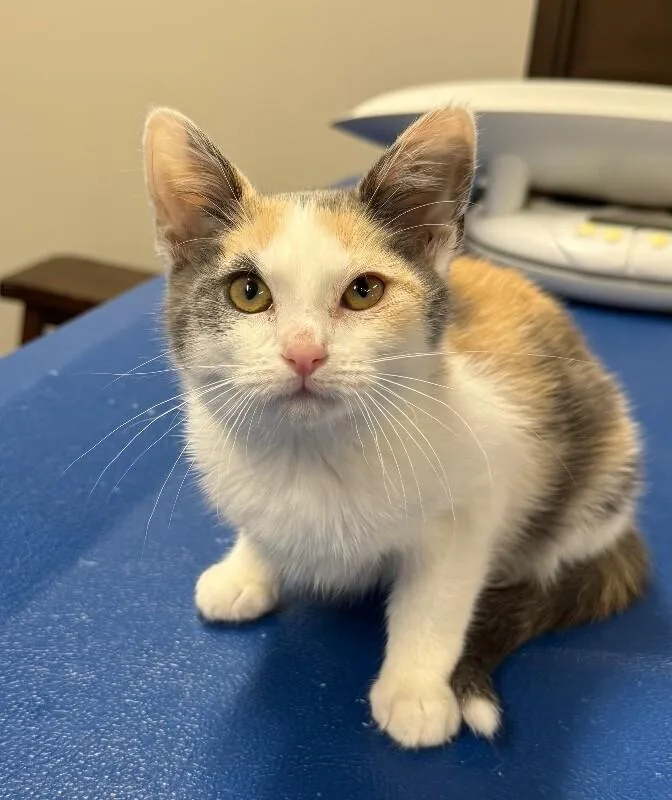 A young small-sized female Domestic Short Hair cat named Dazzle for adoption in Yankton, SD