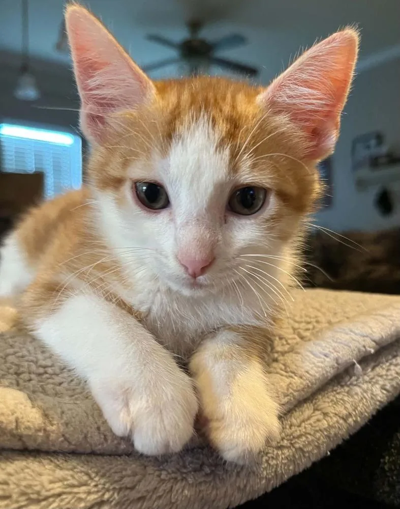 A baby small-sized male Orange & White Domestic Short Hair cat named Blaze for adoption in Bossier City, LA