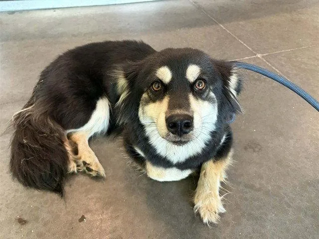 An adult medium-sized female Siberian Husky dog named Dakota for adoption in Tavares, FL