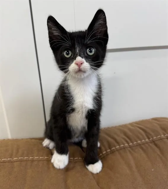 A baby small-sized male Domestic Short Hair cat named Norman for adoption in Sacramento, CA