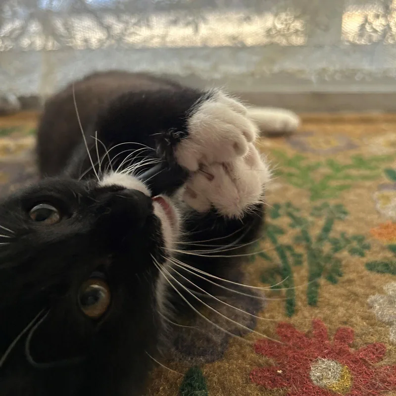 A baby small-sized male Black & White / Tuxedo Domestic Short Hair cat named Lenny for adoption in Phoenix, AZ