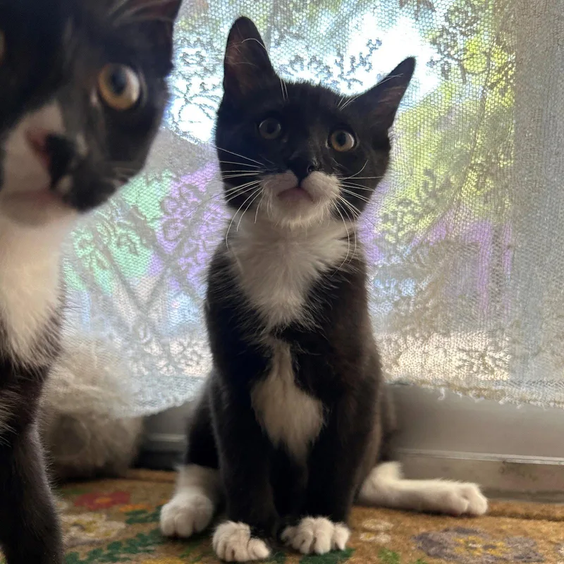 Lenny thumbnail 3