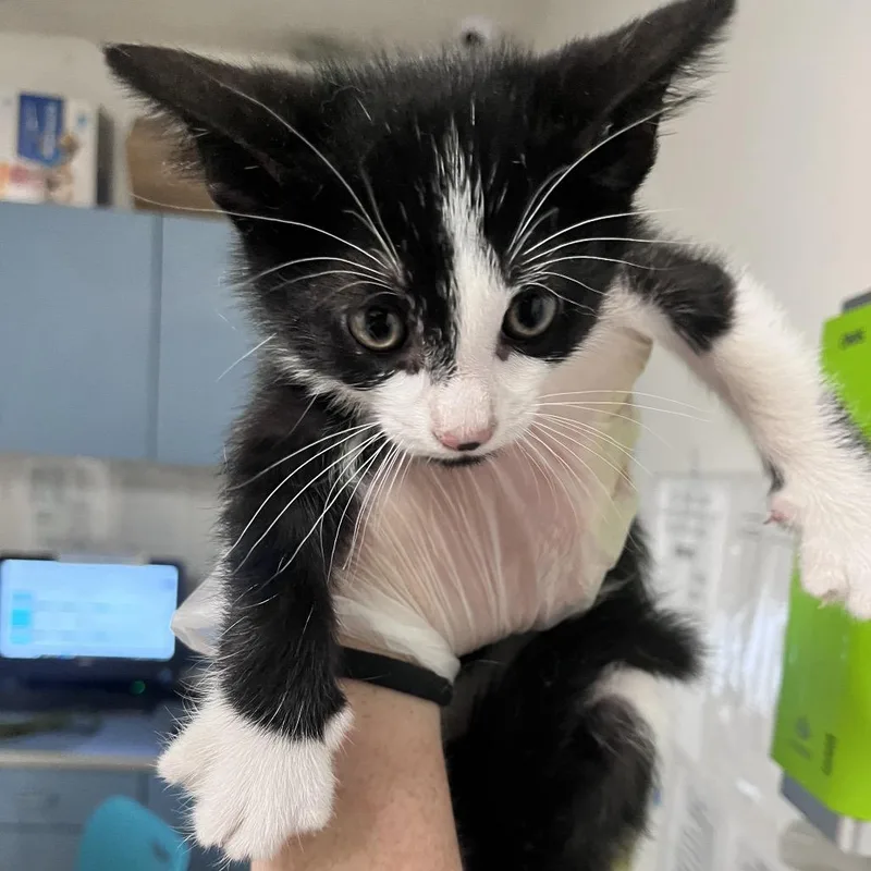 A baby small-sized male Black Domestic Short Hair cat named Asphalt for adoption in Charleston, WV