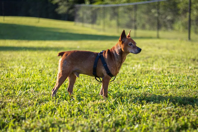 Otto