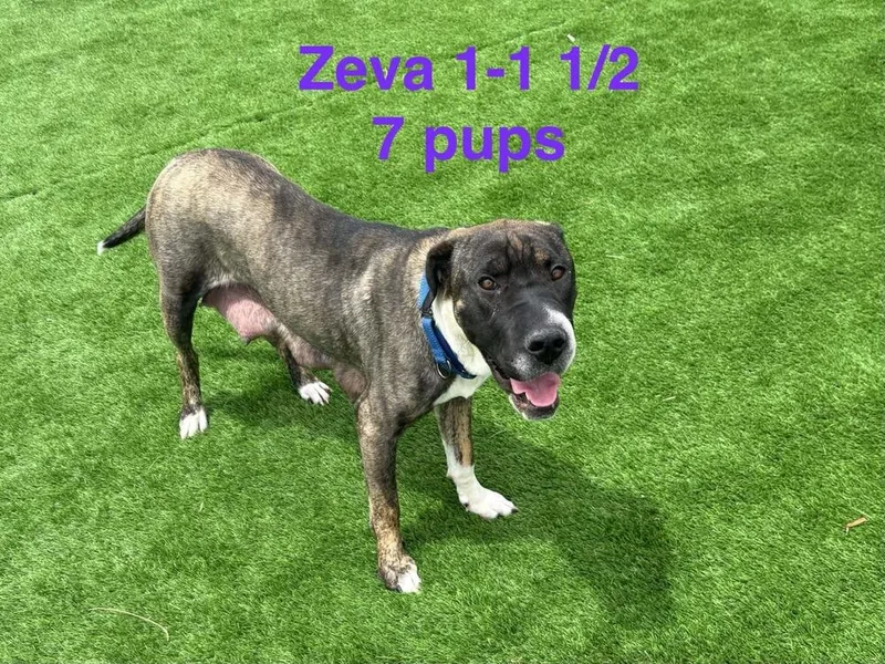 Zeva