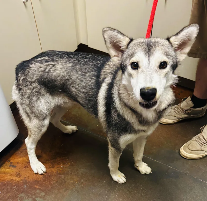 An adult medium-sized male Black Alaskan Malamute dog named Bruno for adoption in Council Bluffs, IA