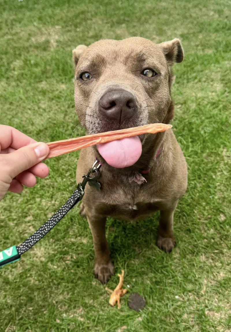 A young medium-sized female Pit Bull Terrier dog named Bella for adoption in Shalimar, FL