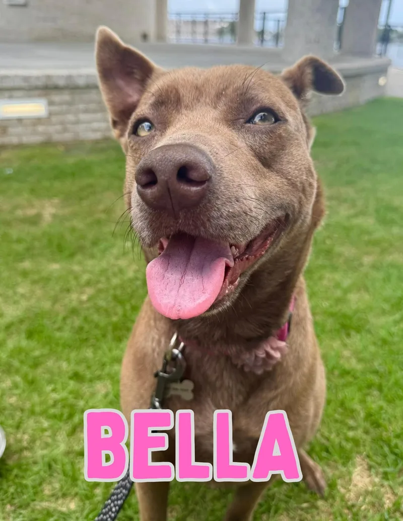 Bella thumbnail 6