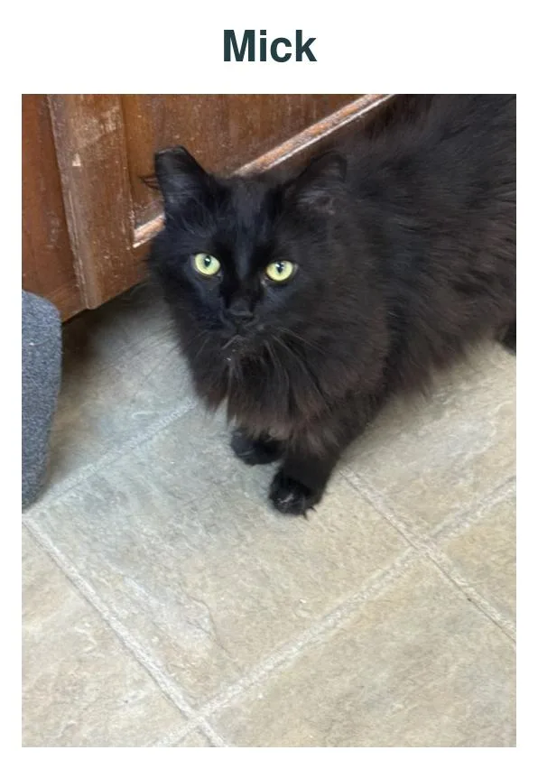 An adult large-sized male Domestic Long Hair cat named Mick for adoption in Richland Center, WI