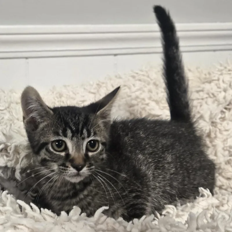 A young medium-sized male Brown / Chocolate Domestic Short Hair cat named Snap for adoption in Xenia , OH