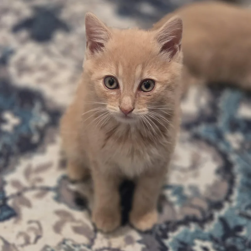 Jack