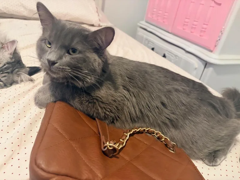 A young large-sized male Domestic Long Hair cat named Rockefeller for adoption in Gilbert, AZ