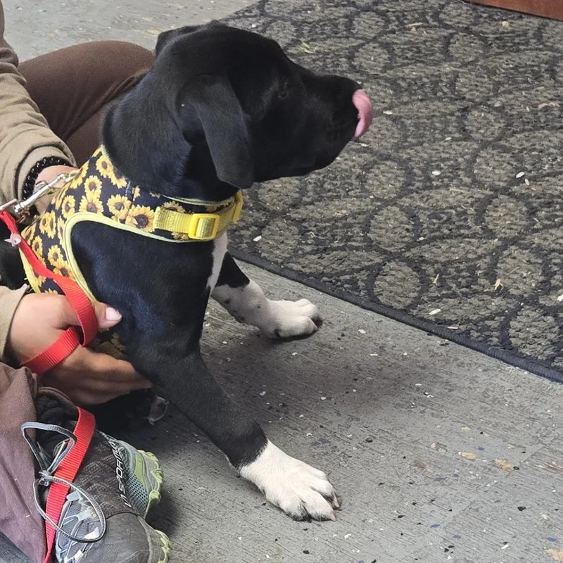 A baby medium-sized female Black Mixed Breed dog named Playdoh for adoption in Sonoma, CA