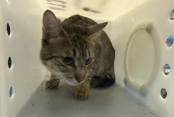 A young medium-sized male Domestic Short Hair cat named Juniperus for adoption in New York, NY