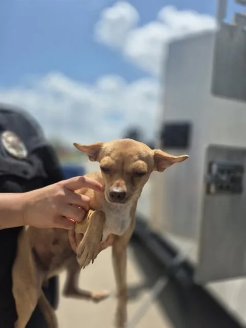 A young small-sized female Chihuahua dog named Yoda for adoption in San Antonio, TX