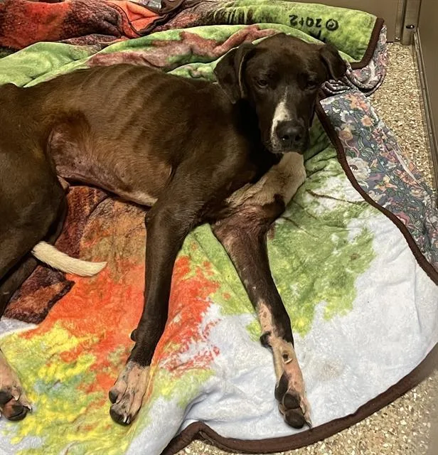 An adult large-sized male Plott Hound dog named Dix for adoption in Clyde, NC