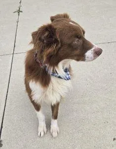An adult medium-sized male Australian Shepherd dog named Winston for adoption in Bucyrus, OH