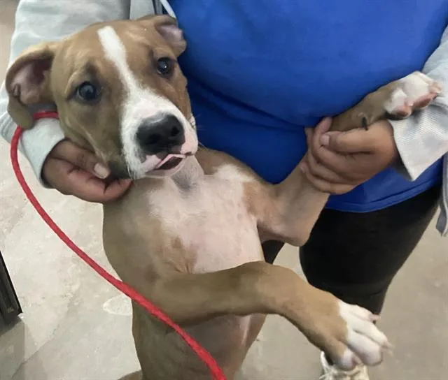 A baby medium-sized male Mixed Breed dog named Sparky for adoption in Dallas, TX