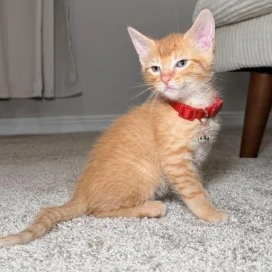 Garfield thumbnail 6