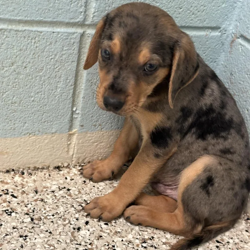 A baby medium-sized female Catahoula Leopard Dog dog named Ember for adoption in LOXAHATCHEE, FL