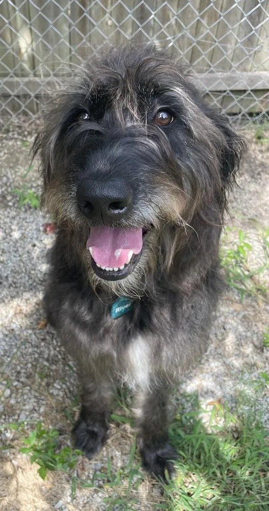 An adult large-sized male Black Old English Sheepdog dog named River for adoption in Bartlesville, OK