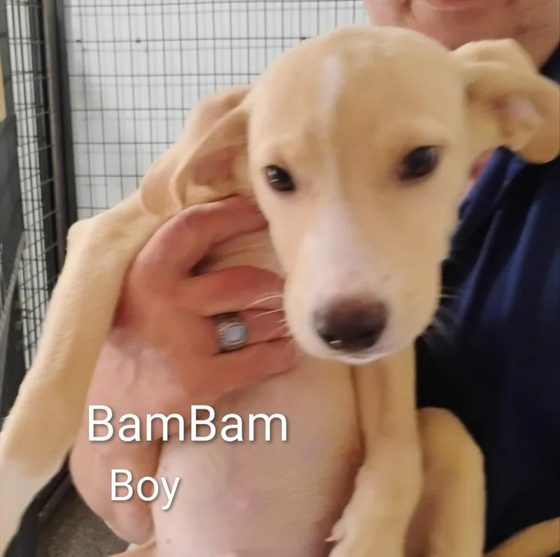 Bam Bam
