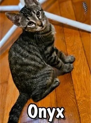 A baby small-sized female Domestic Short Hair cat named Onyx for adoption in Covington, LA