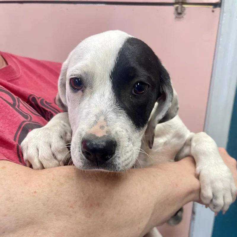 A baby large-sized female White / Cream Mixed Breed dog named Honeydew for adoption in Huntsville, AR