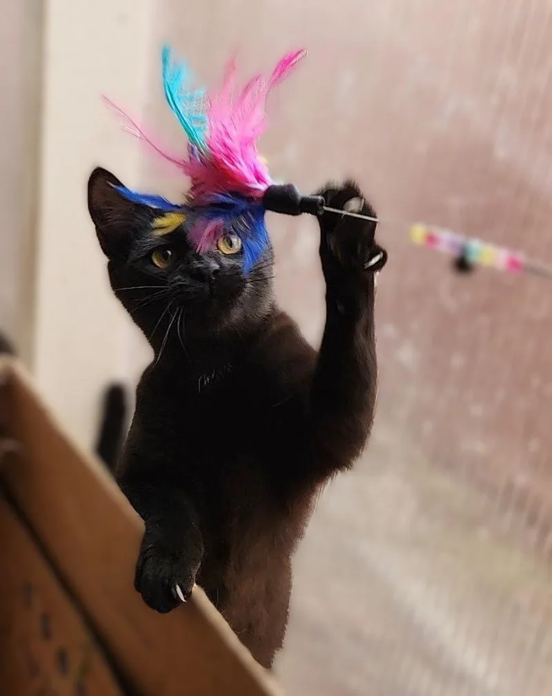 Blackberry thumbnail 2