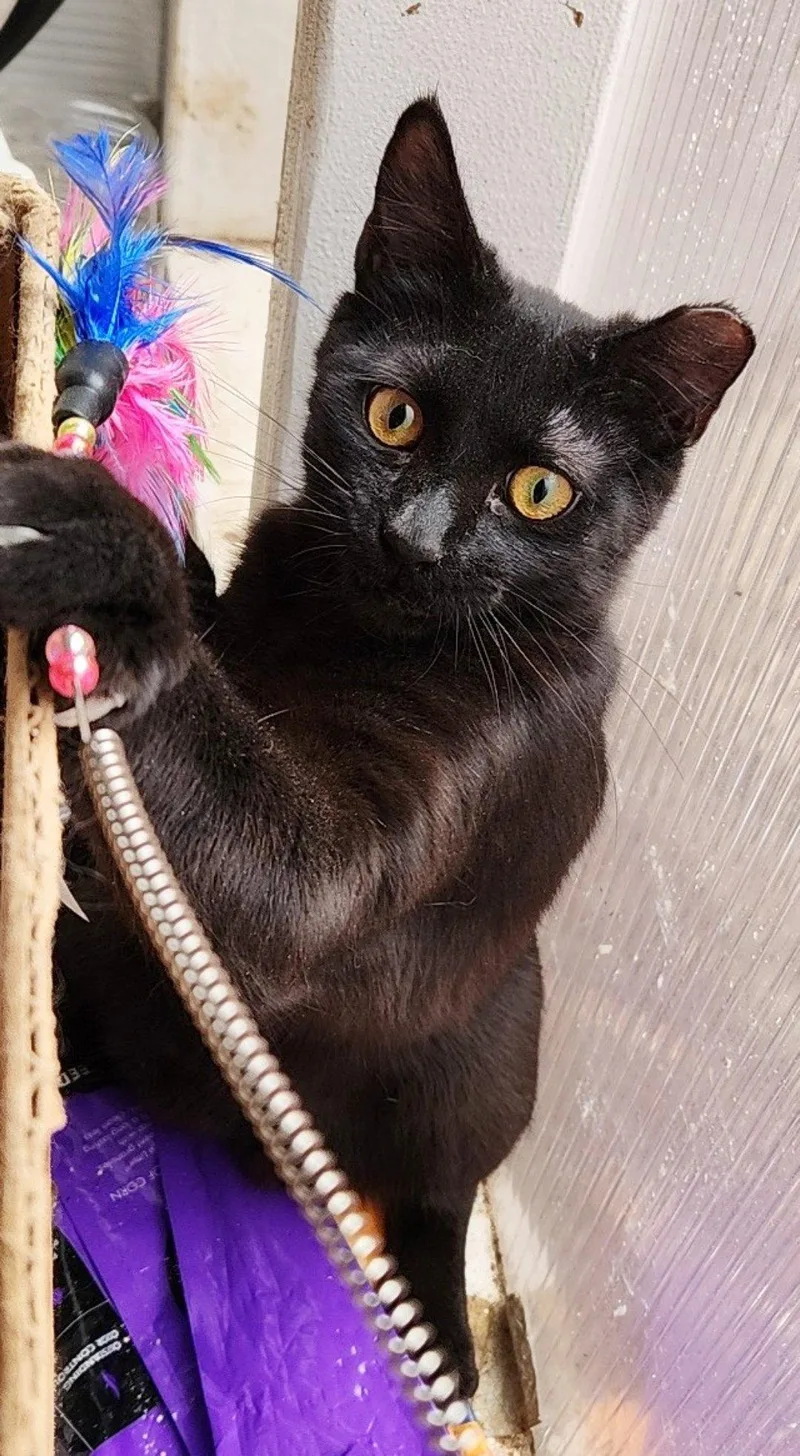 Blackberry thumbnail 3