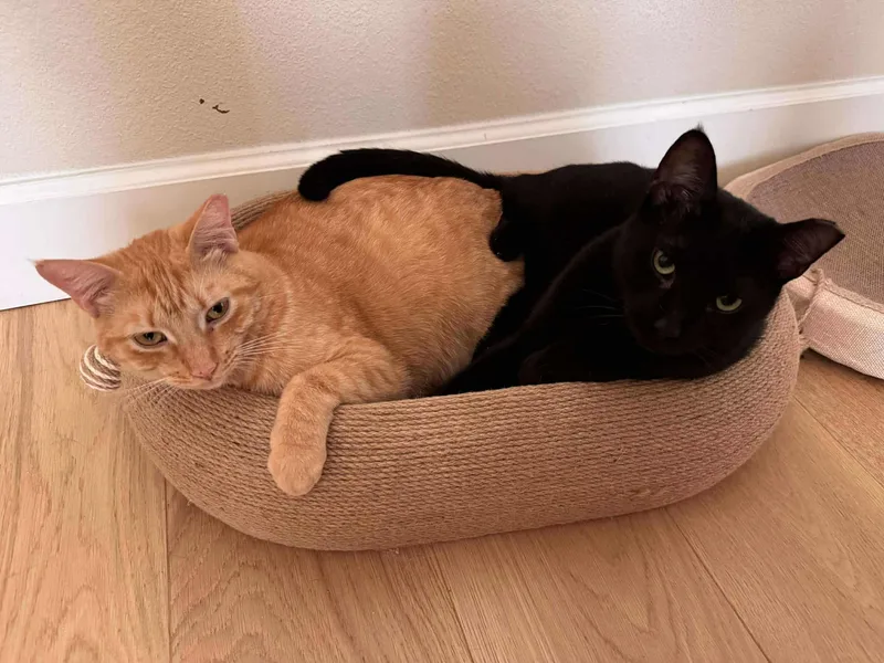 Blackberry thumbnail 4