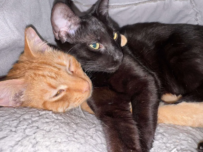 Blackberry thumbnail 5