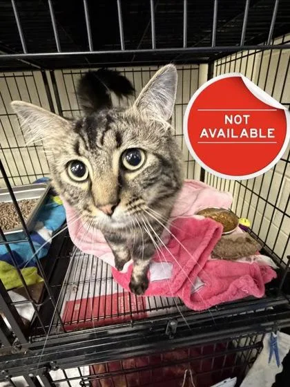 An adult medium-sized male Domestic Medium Hair cat named Kofi for adoption in Lowell, MA