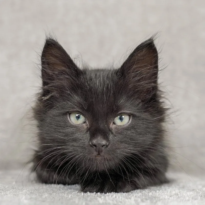 A baby small-sized male Black Domestic Medium Hair cat named Finch for adoption in Sunnyvale, CA