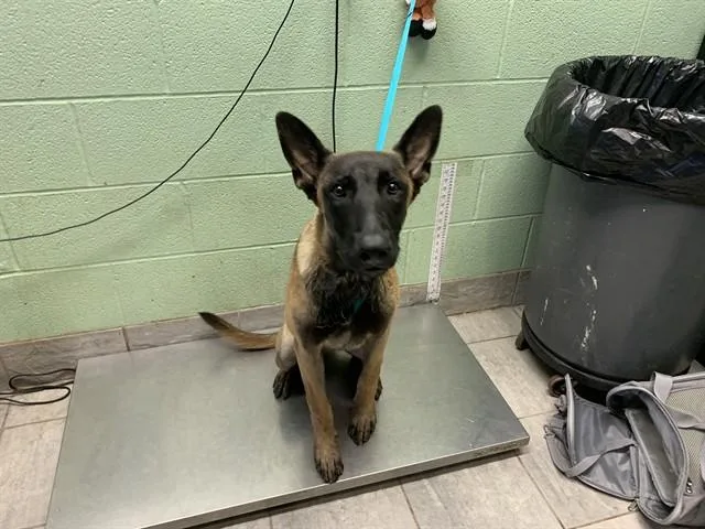A young large-sized male Belgian Shepherd / Malinois dog named Joel for adoption in Grand Prairie, TX