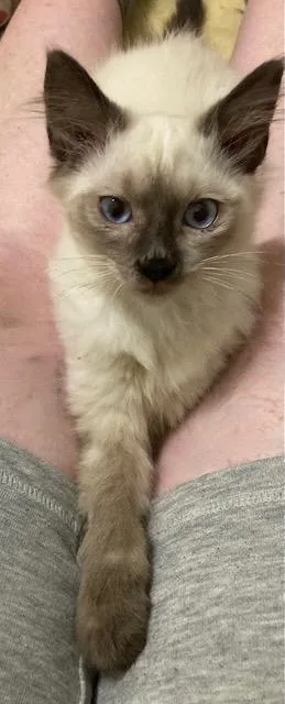A baby medium-sized male Siamese cat named Chamonix for adoption in Youngsville, NC