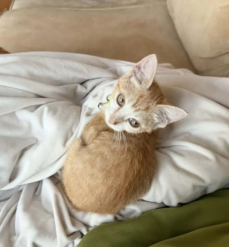 A baby medium-sized male Orange & White Domestic Medium Hair cat named Pookie for adoption in Gregory, TX