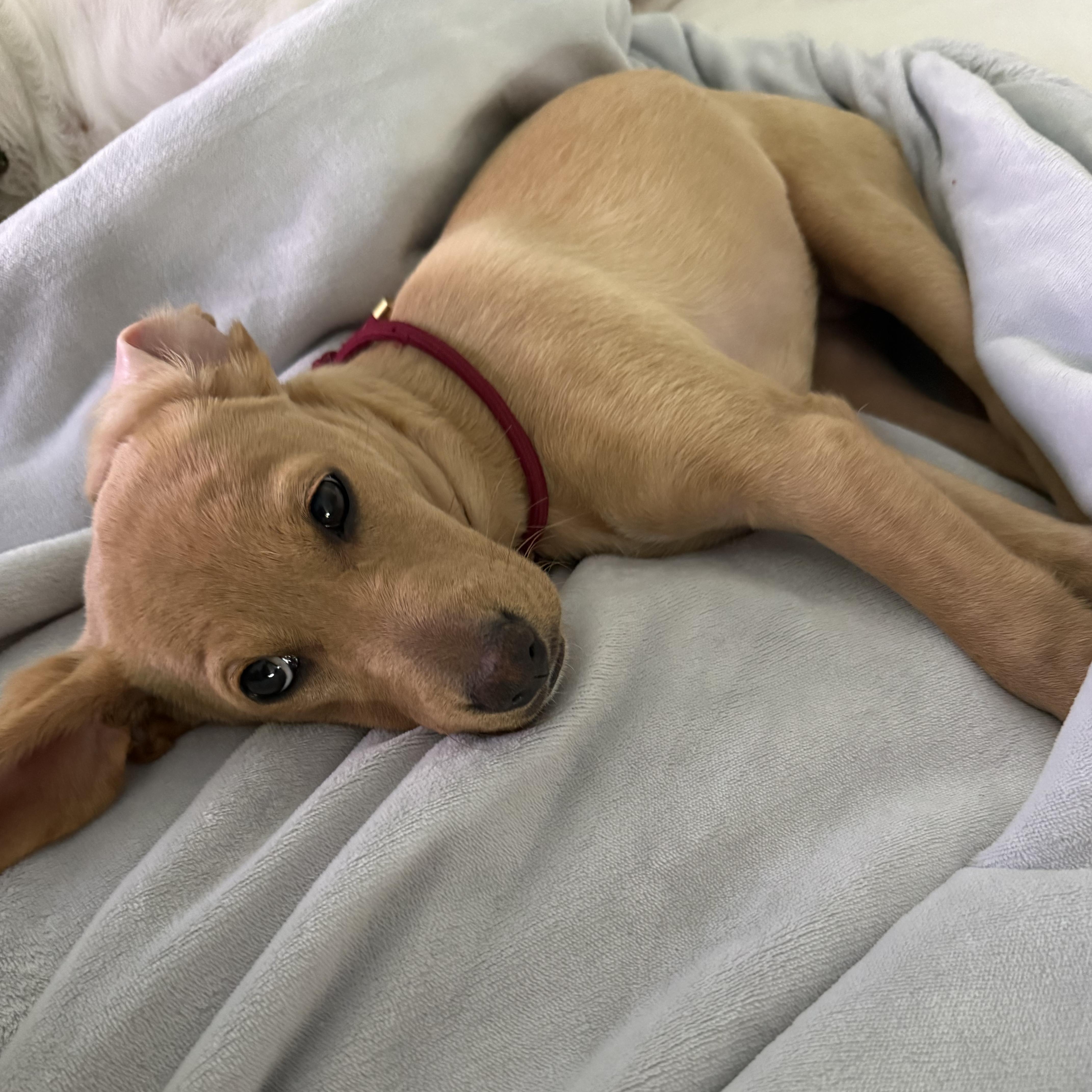 A baby small-sized female Apricot / Beige Dachshund dog named Indy for adoption in Los Angeles, CA