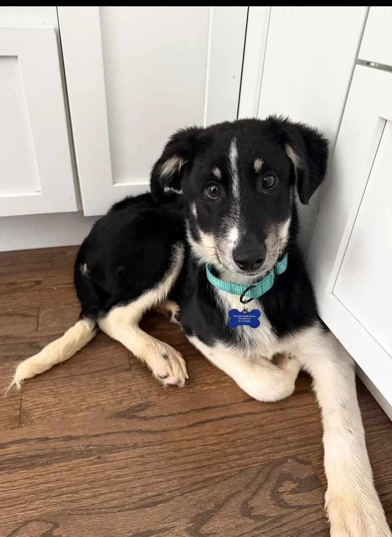 A baby large-sized male Husky dog named Bennett for adoption in Bothell, WA