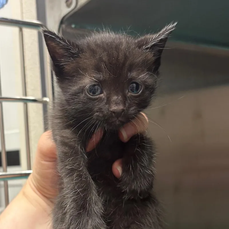 A baby small-sized male Black Domestic Short Hair cat named Splash Pad for adoption in Morganton, NC