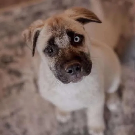 A baby large-sized male White / Cream Shepherd dog named Echo for adoption in Nampa, ID