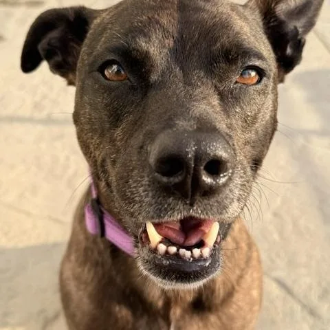 Maya