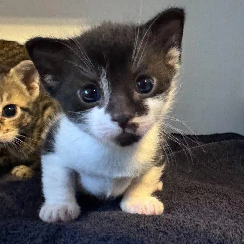 A baby small-sized female Domestic Short Hair cat named Lollygag for adoption in Toms River, NJ