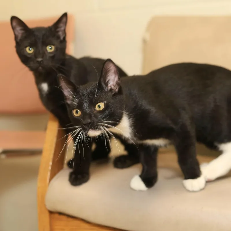 A baby small-sized male Black Domestic Short Hair cat named Robin for adoption in Evansville, IN