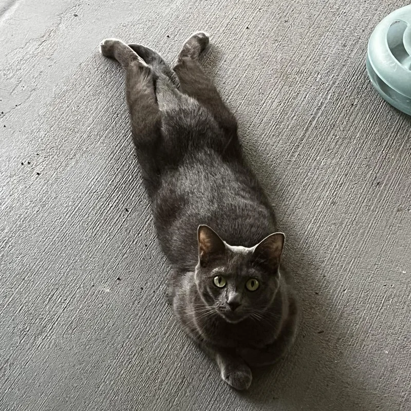 Lulu