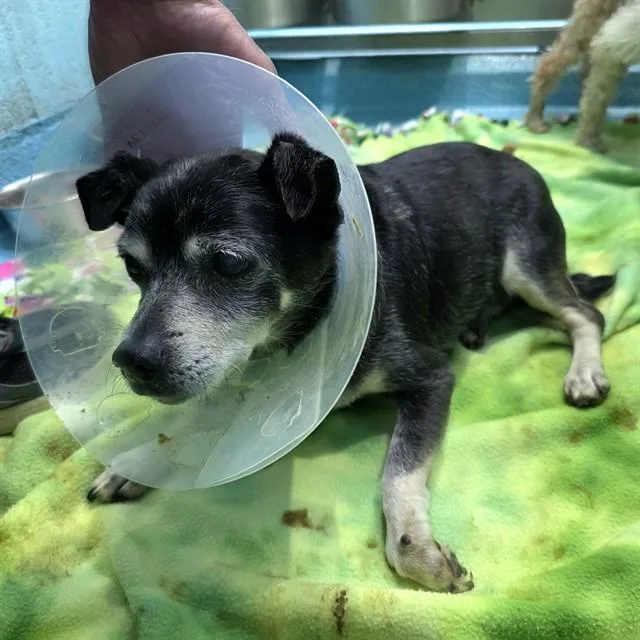 A senior small-sized male Chihuahua dog named Alven for adoption in Long Beach, CA