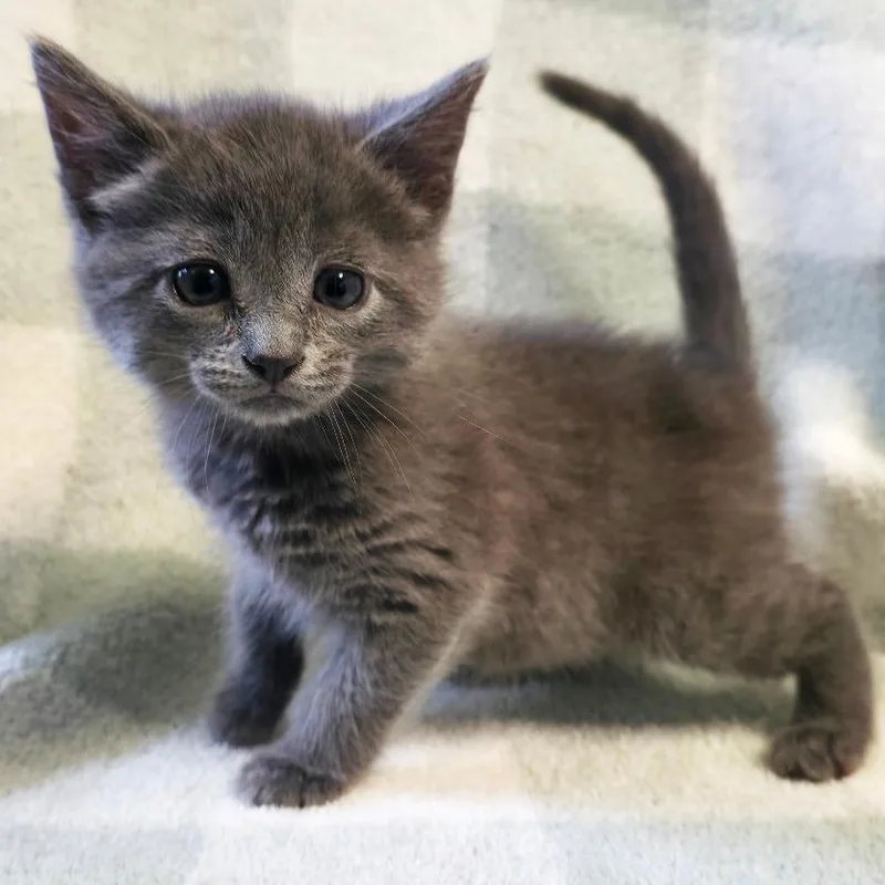 A baby small-sized male Gray / Blue / Silver Domestic Short Hair cat named Cadence for adoption in Mount Juliet, TN