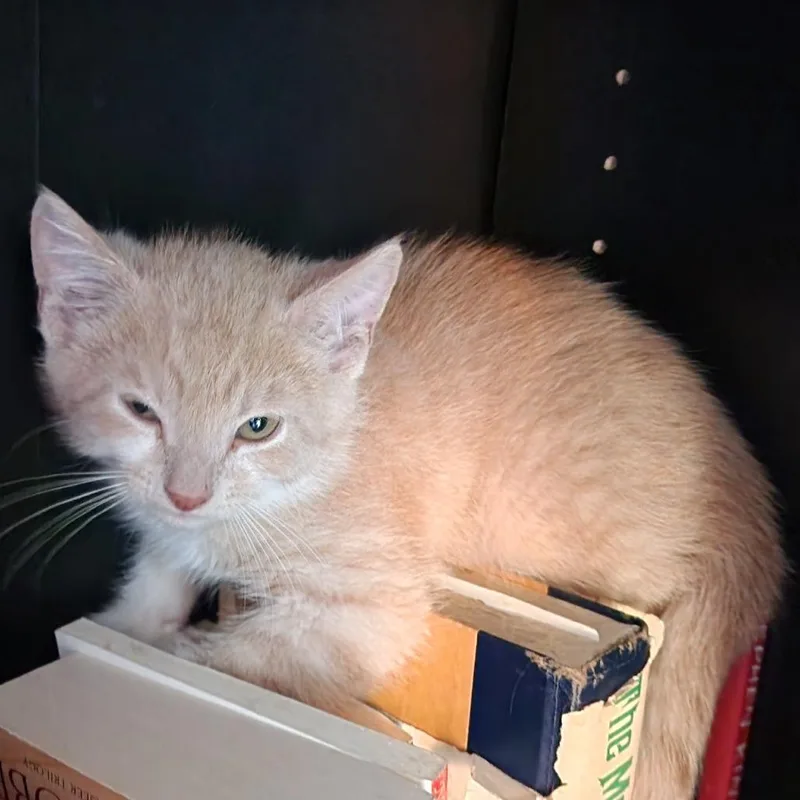 A baby small-sized male Orange / Red Domestic Short Hair cat named Chili for adoption in Normal, IL