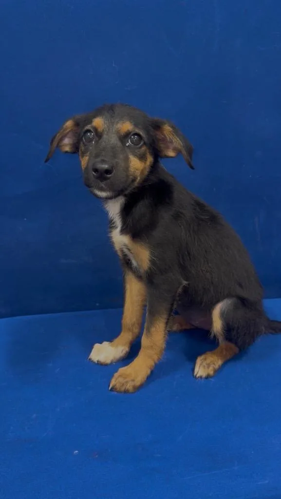 A baby small-sized male German Shepherd Dog dog named Chainz for adoption in Ruston, LA