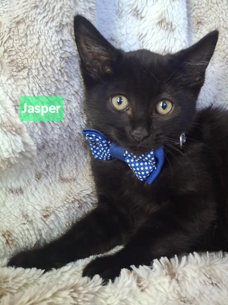 Jasper thumbnail 2